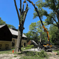Finding Reliable Tree Removal Experts in Indianapolis