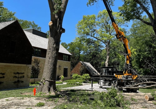 Finding Reliable Tree Removal Experts in Indianapolis