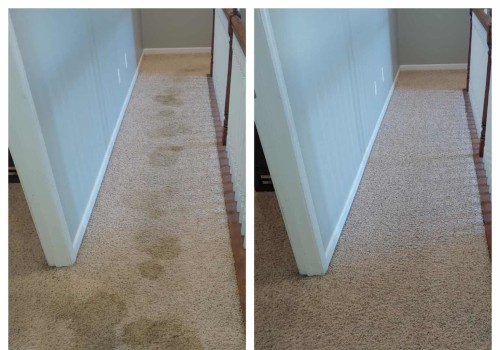 Discovering Reliable Carpet Cleaning Services in Indianapolis